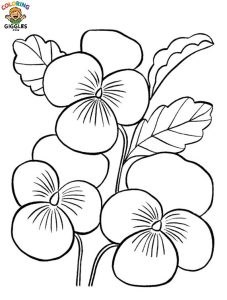 Orchid Coloring Pages